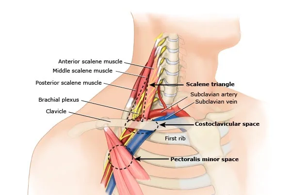 Upper Limb Arteries & Neck Bypass Surgery